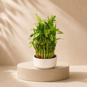 Bamboo 3 Layer