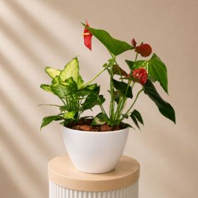 Anthurium and Dieffenbachia Pot