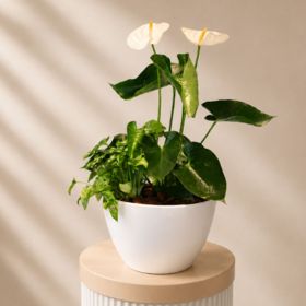 Anthurium and Syngonium Pot
