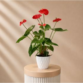 Anthurium Red Pot