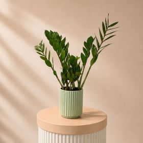 Zamioculcas Pot