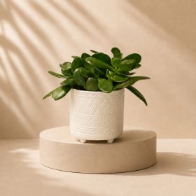 Crassula Ovata Pot