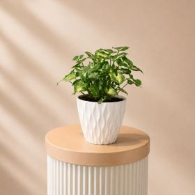 Syngonium Pot