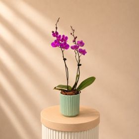 Purple Orchid Double Stem In Green Pot