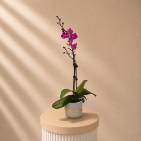 Purple Orchid Single Stem In Grey Pot