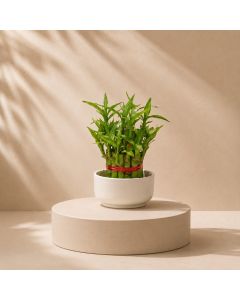 Bamboo 2 Layer