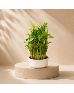 Bamboo 3 Layer