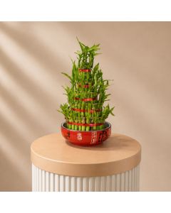 Bamboo 5 Layer