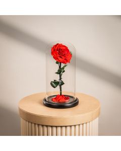 Large Infinity Single Red Rose