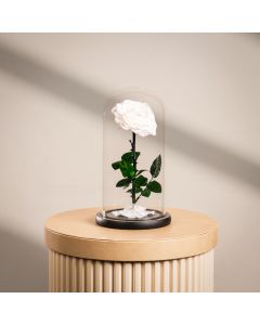 Large Infinity Single White Rose