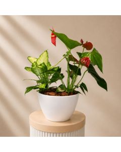 Anthurium and Dieffenbachia Pot