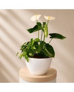 Anthurium and Syngonium Pot