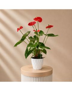 Anthurium Red Pot