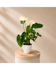 Anthurium White Pot