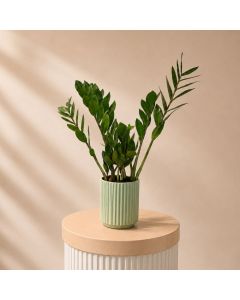 Zamioculcas Pot