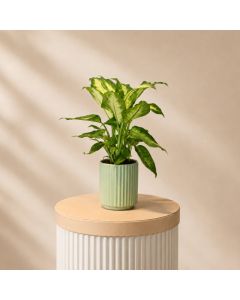 Dieffenbachia Camilla Pot