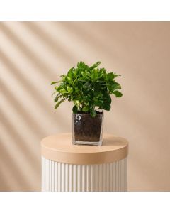 Gardenia Pot