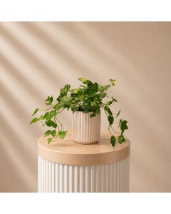Hedera Pot