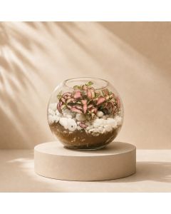 Fittonia Fishbowl Vase