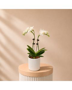 White Orchid Double Stem in White Pot