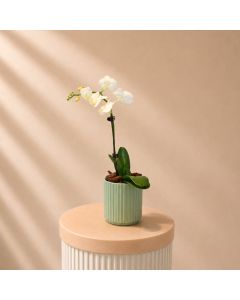 White Orchid Single Stem in Green Pot