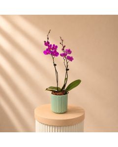 Purple Orchid Double Stem In Green Pot