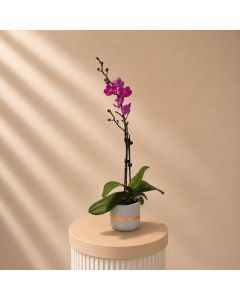 Purple Orchid Single Stem In Grey Pot